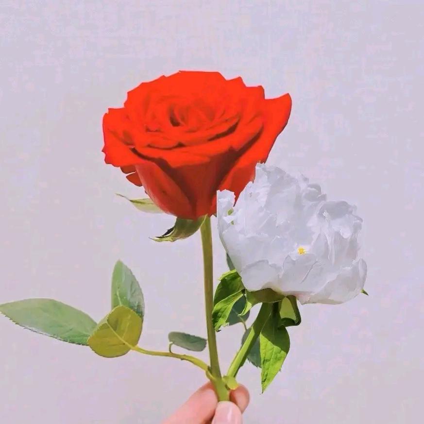 小苹果🍎