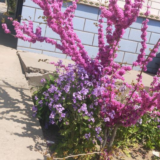 陈✪ω✪心如意