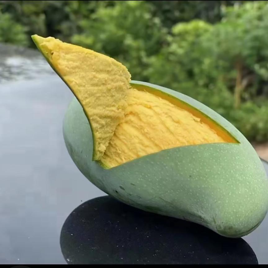 田阳芒果之乡