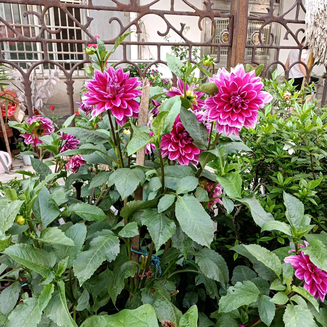 《拒绝私聊《拒绝合拍》