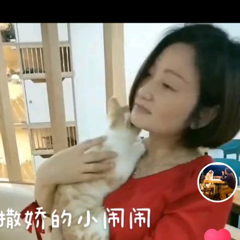 猫十二猫咖茶吧南翔店