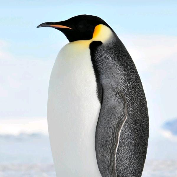 彭