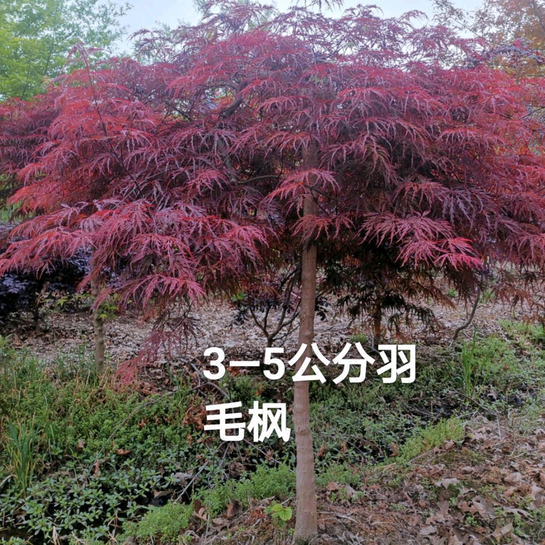 骁雍苗木
