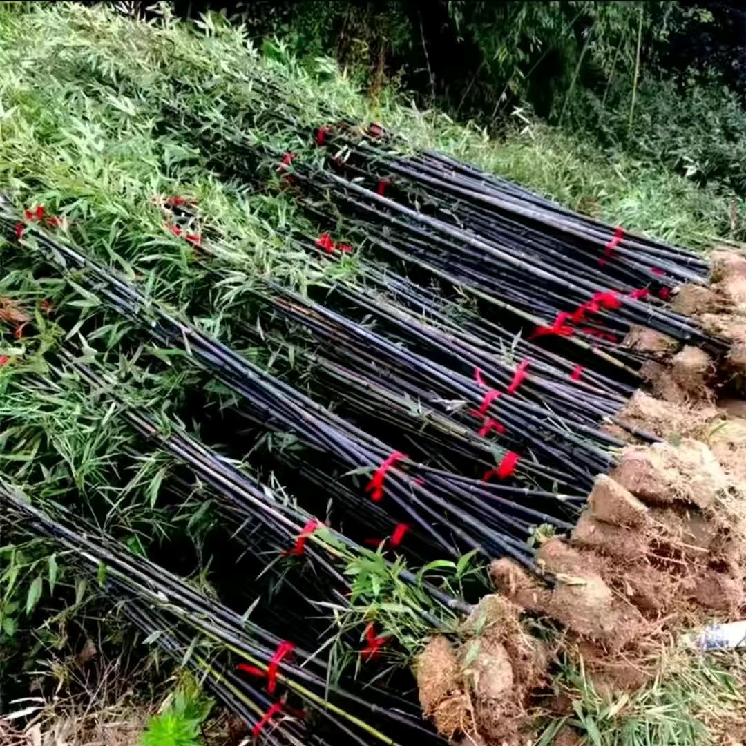 毅谦竹苗有限公司