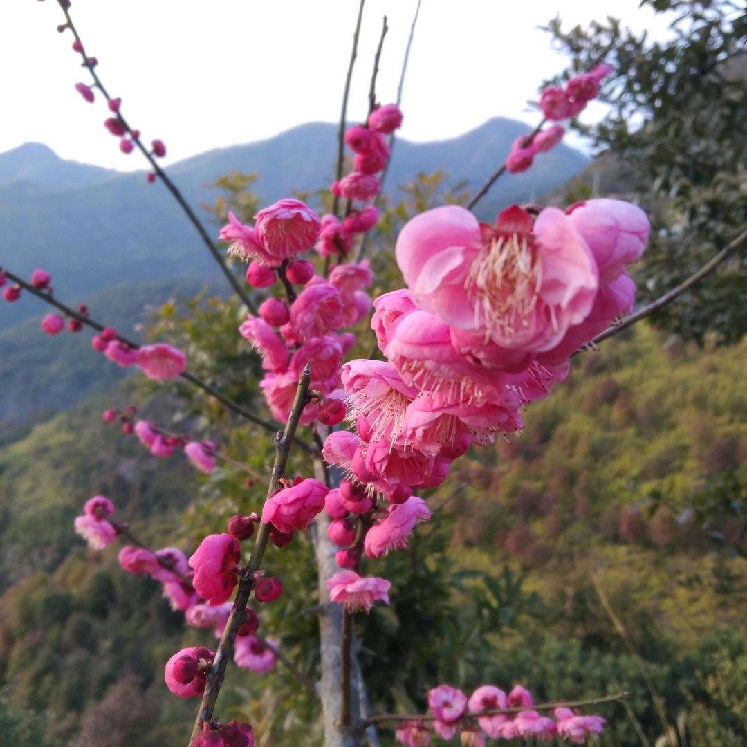 玲