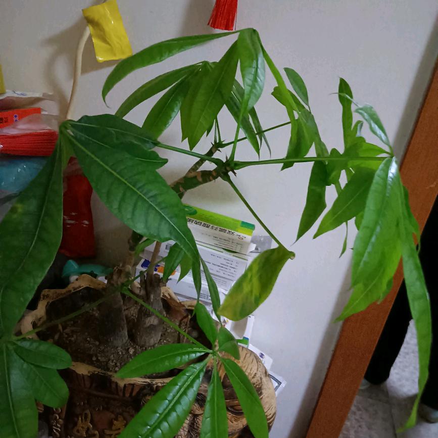 鱼儿游