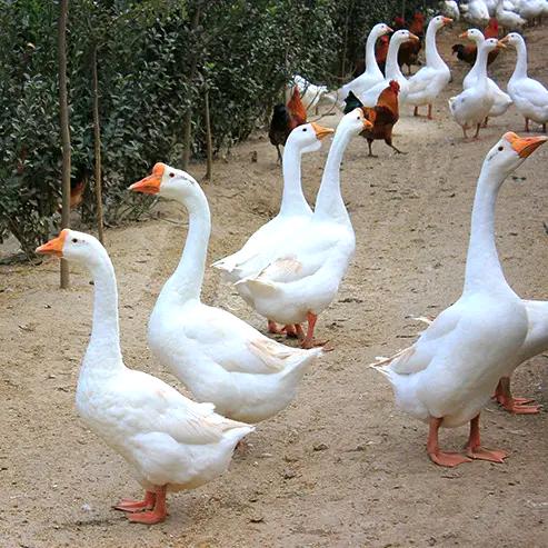 岳刘南头路东固始鹅块