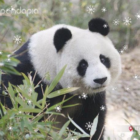 Pandax