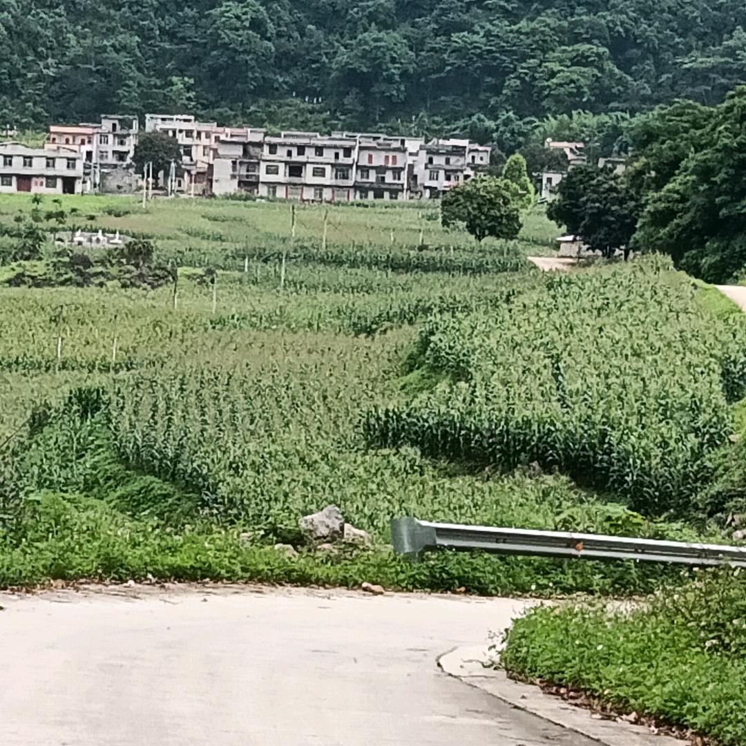 蜂神