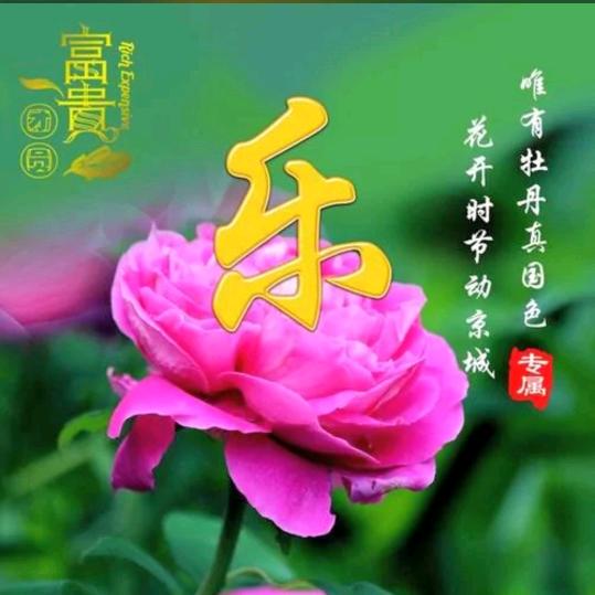 自然花开