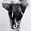 🐘蝼蚁