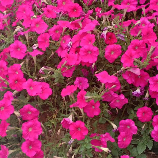 小芳🌸