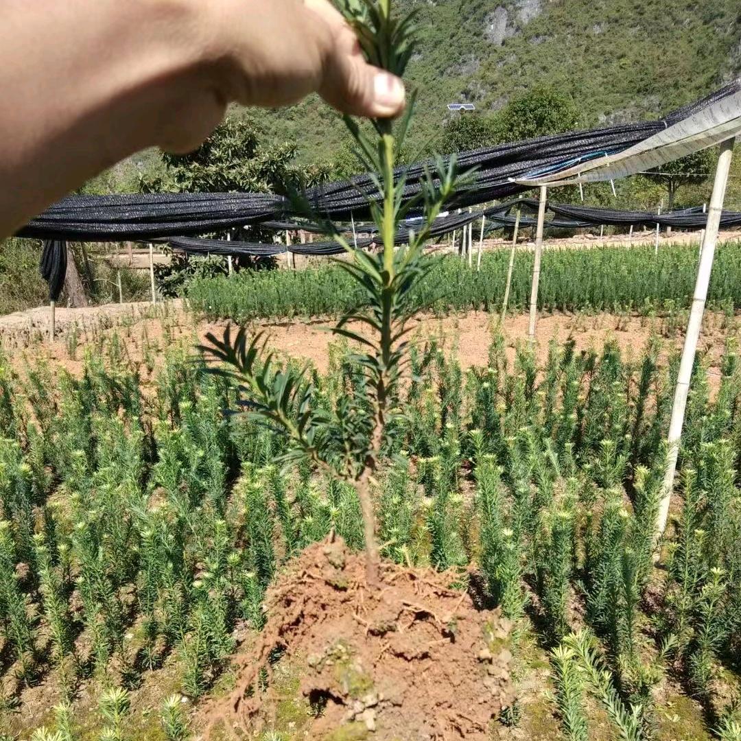 小邓苗木