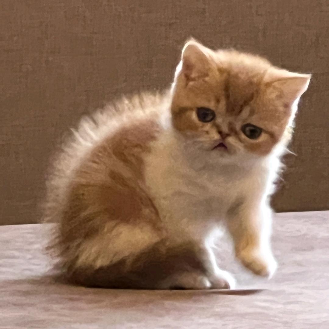 媛来是你