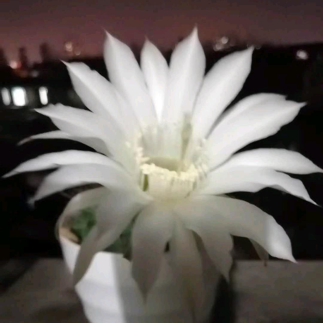 巧姐