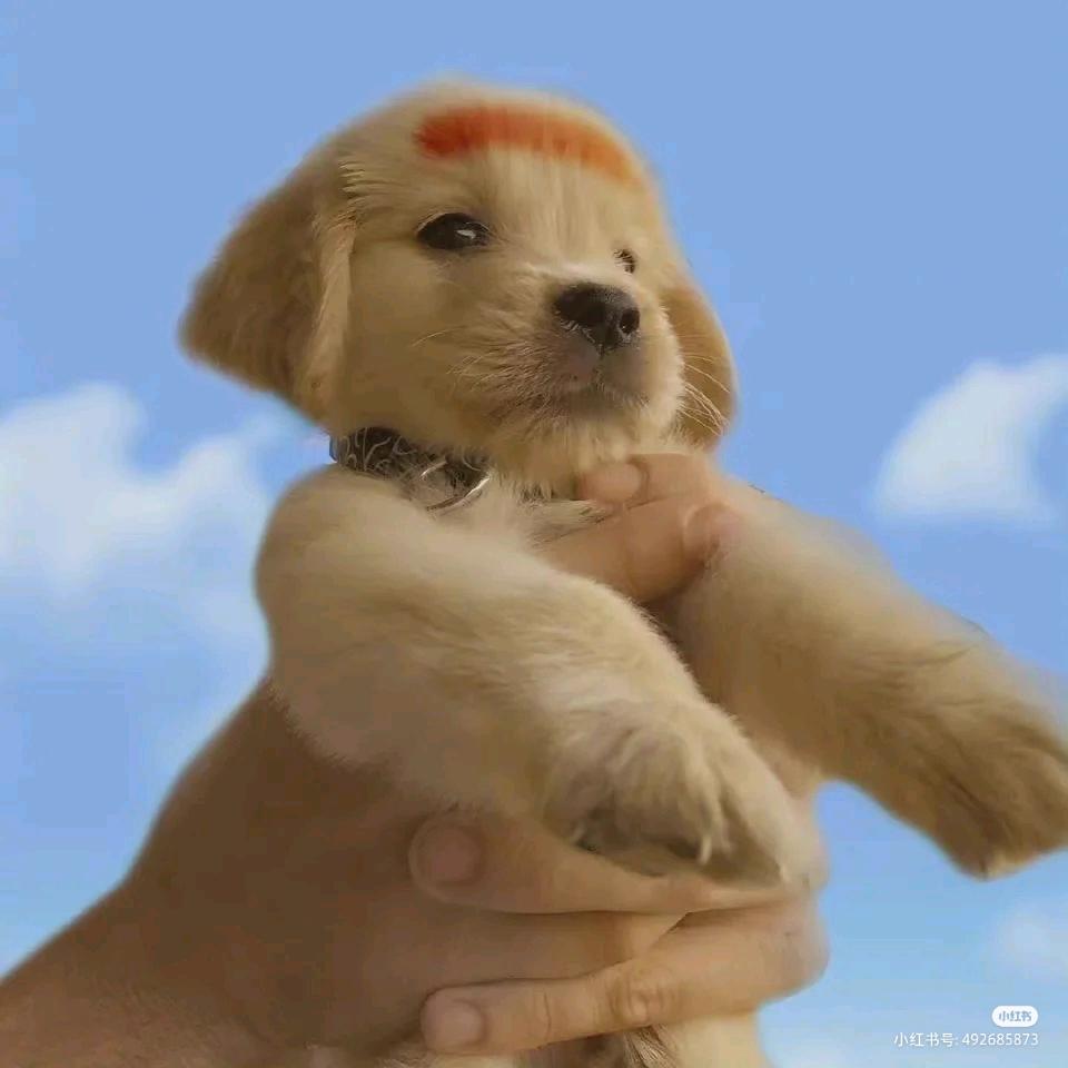 萌犬陪伴者