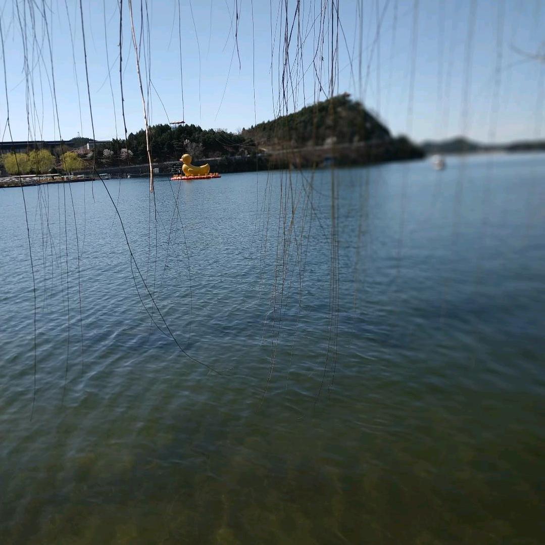 文悦