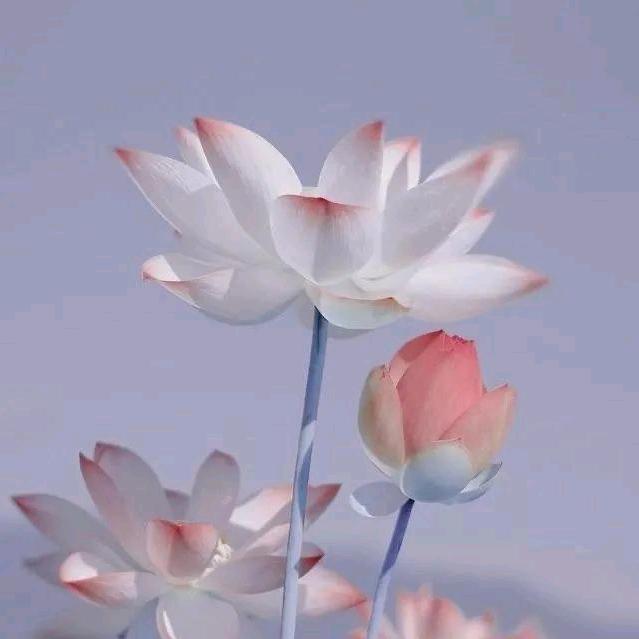 颠巅带星星去流浪了