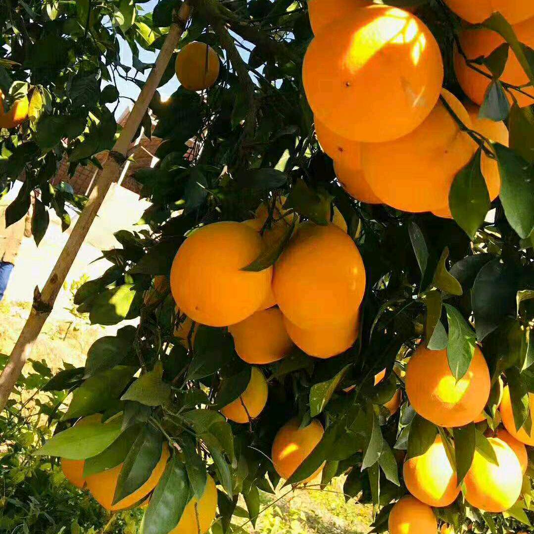 果盘龙城