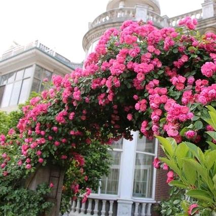 全生态鱼蔬果共生（健康生态，高产省人工）