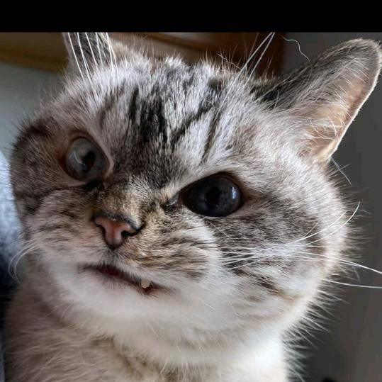 殷勤的黑猪骑士