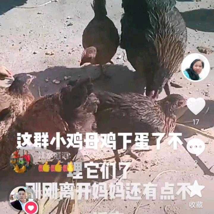 肖