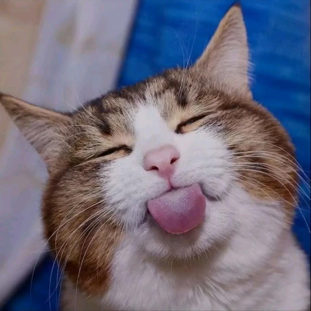 阿喵的秘境之眼