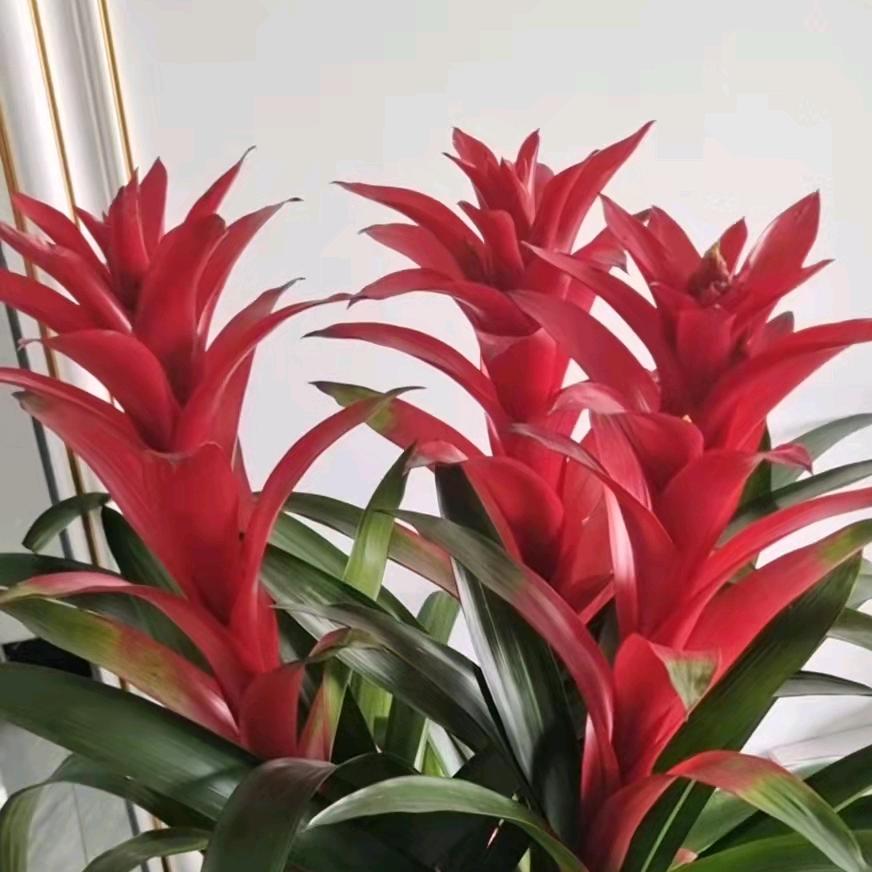 芝芝姐