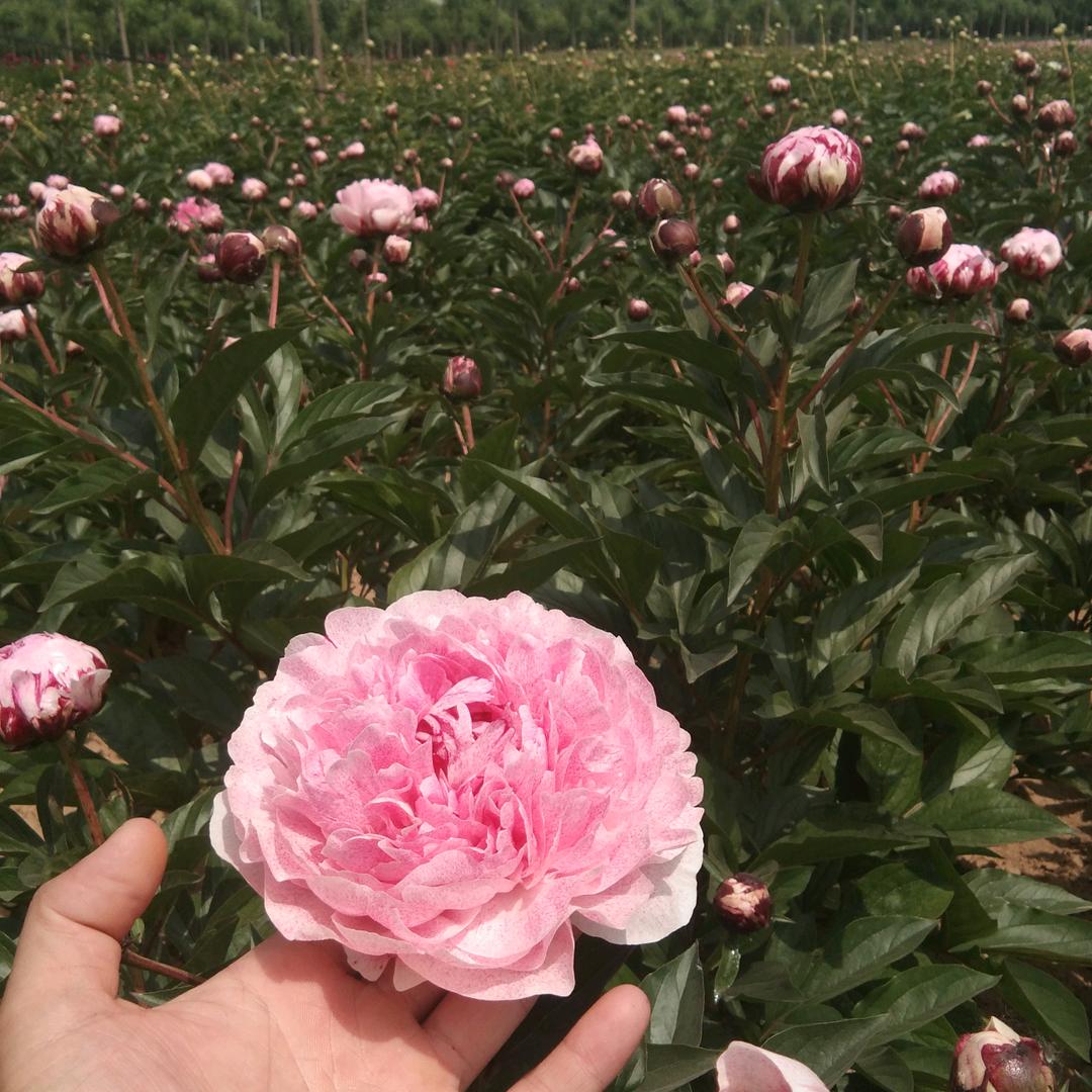 木芍药