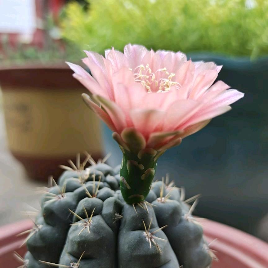 （●＾o＾●琴