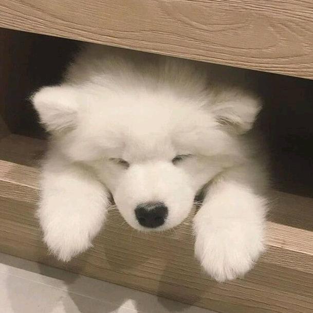 凡君十八