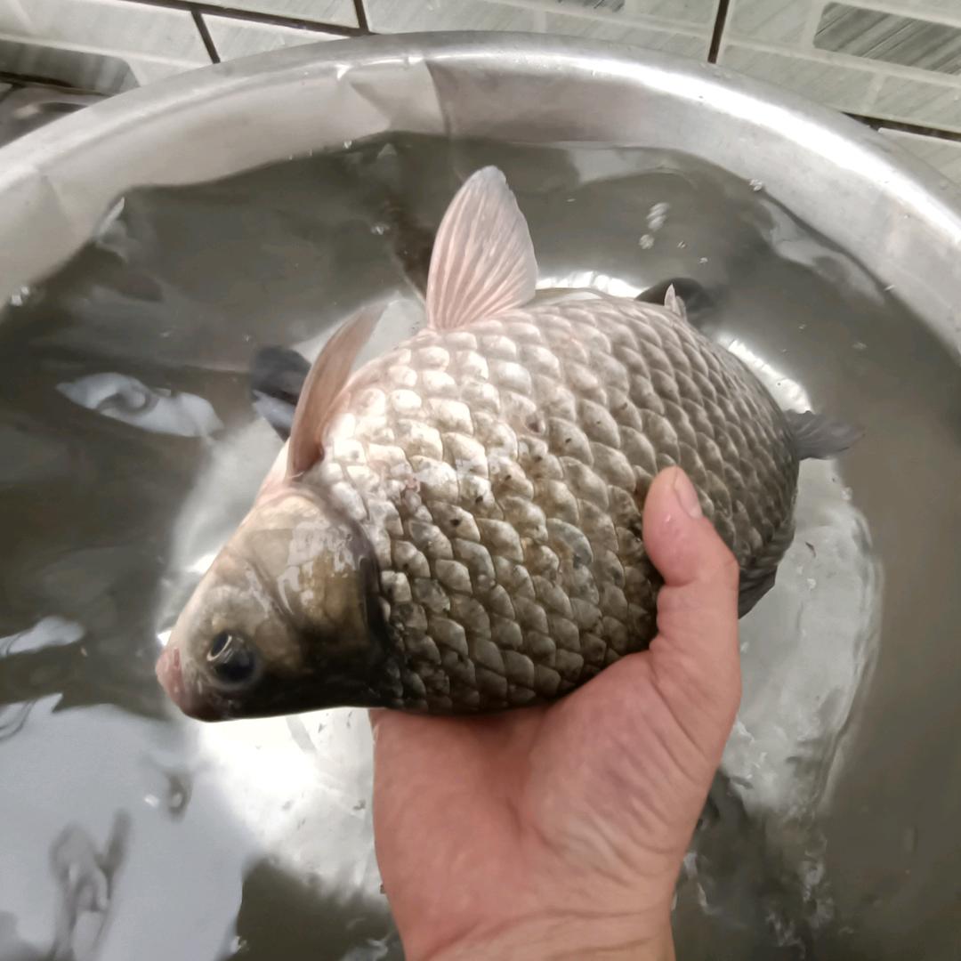 爱钓鱼🐠的孔先森
