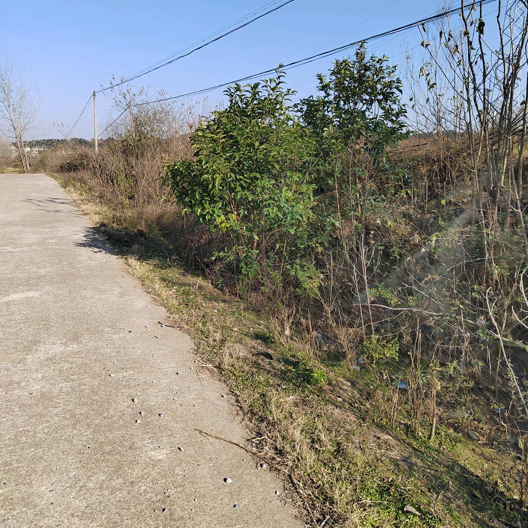 平哥