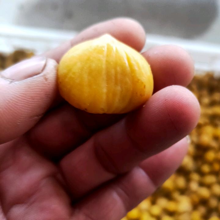 栗三哥