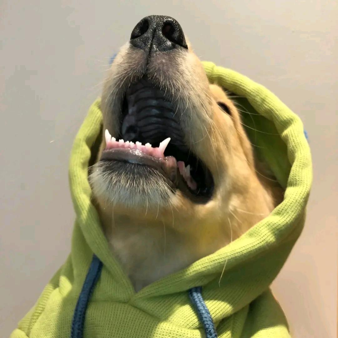 偷袈裟的小黑熊