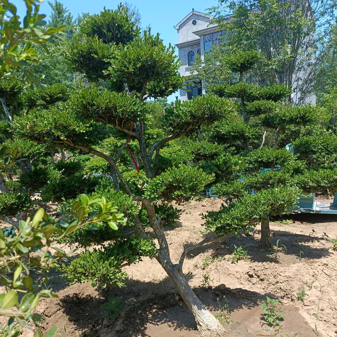 志德绿化苗木有限公司