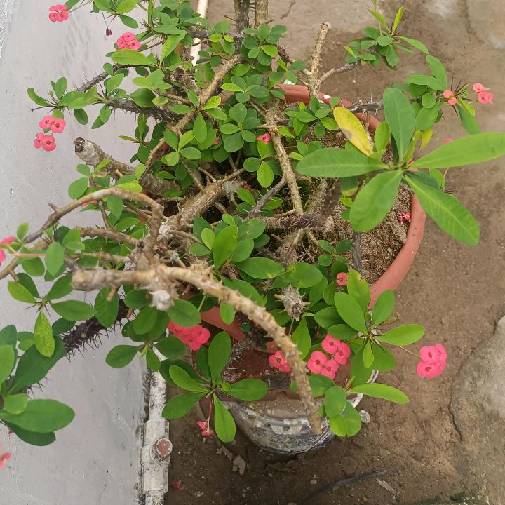 会飞的狼