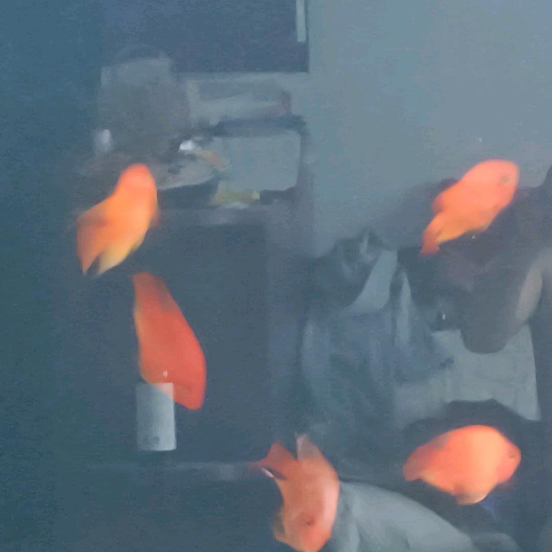 玉领