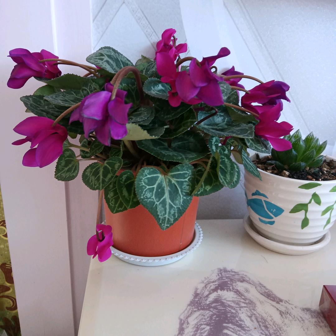 富贵花开（拒私聊）