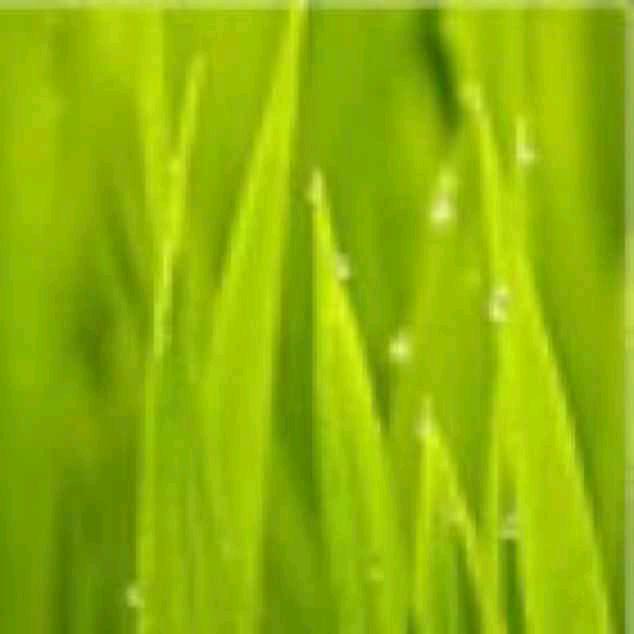 迷雾