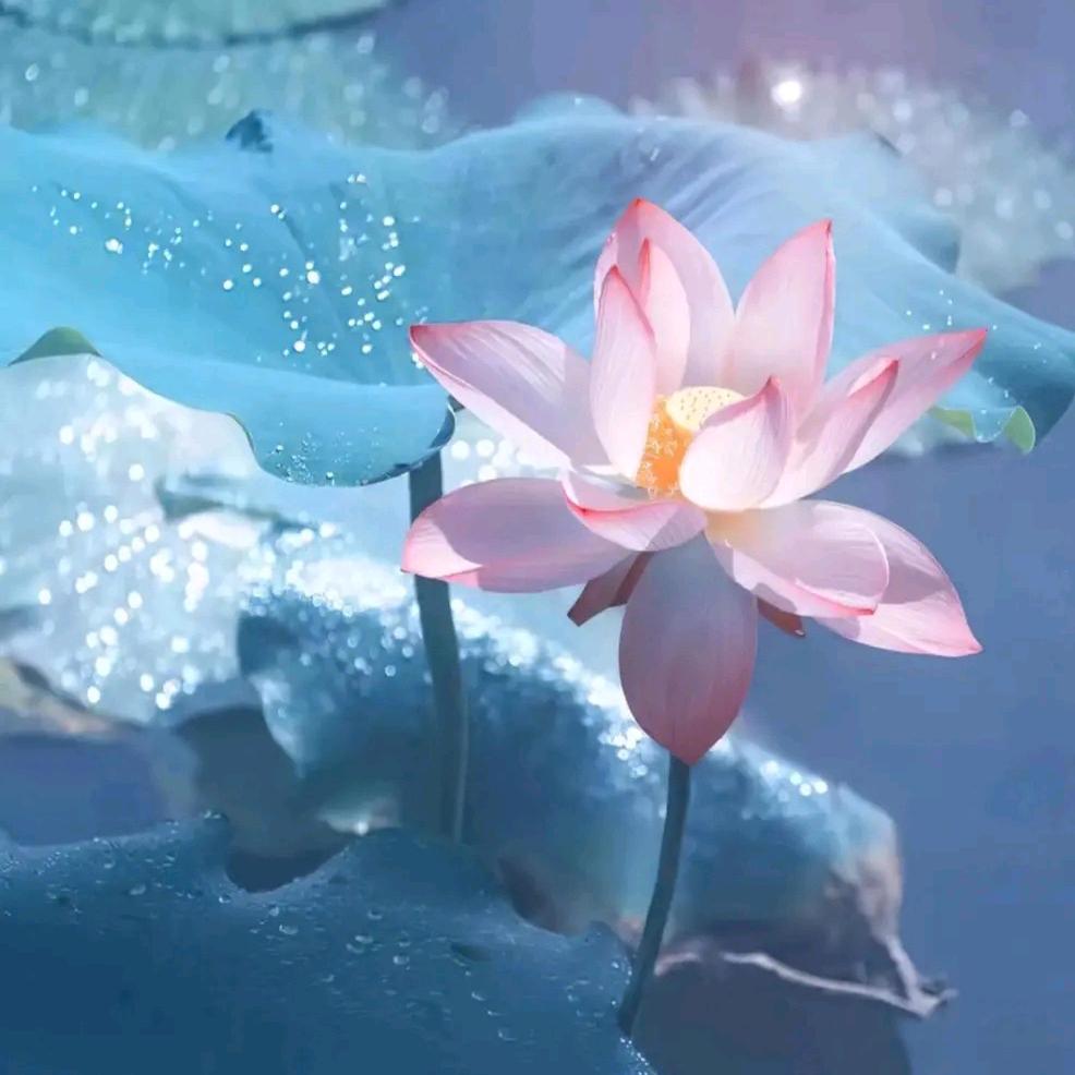 花开富贵🌸