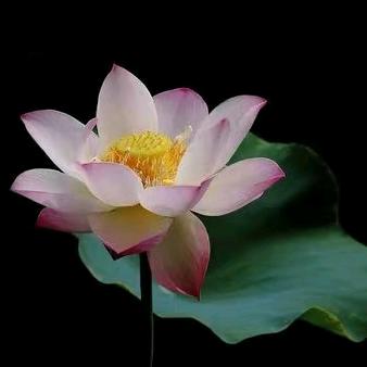 韩明辰（先生大义）