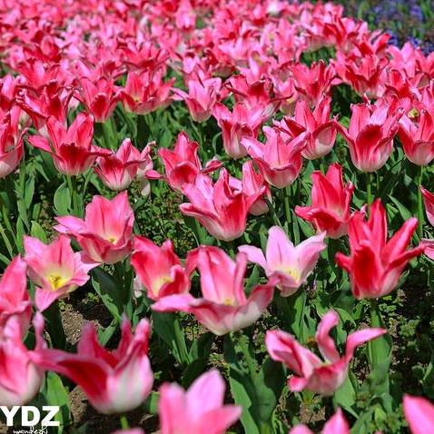 👨‍👩‍👧‍👧❤️