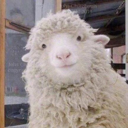 小曹和她的99个愿望