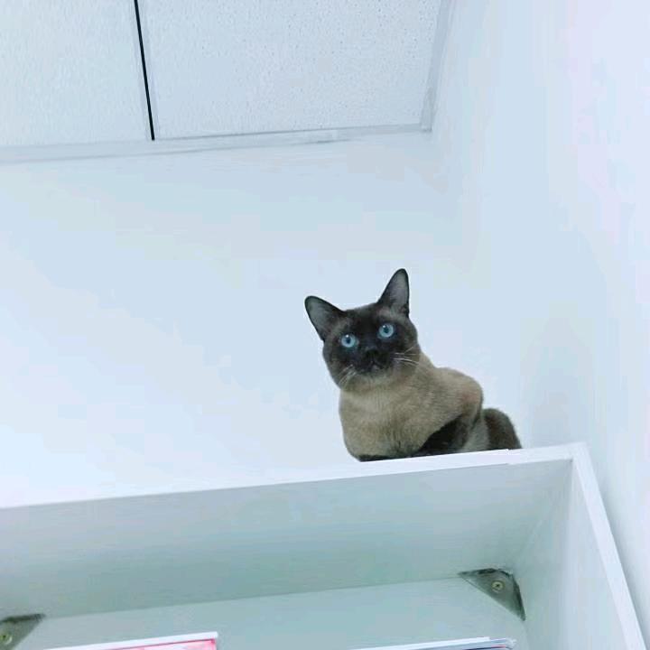 我的猫猫