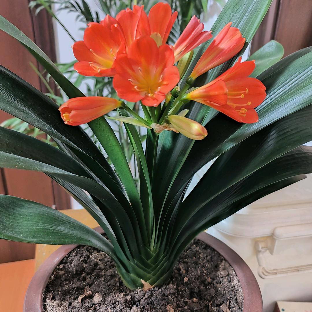 明天会更好