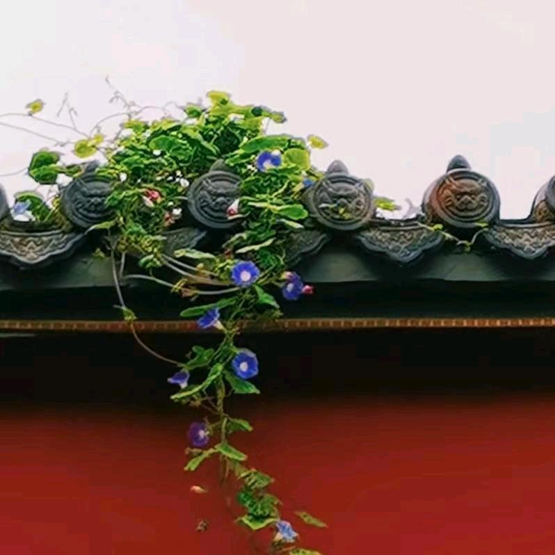 王牌