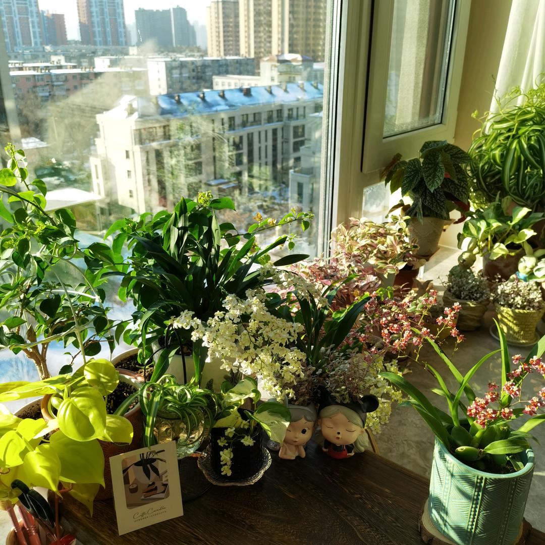 米雪的花花世界