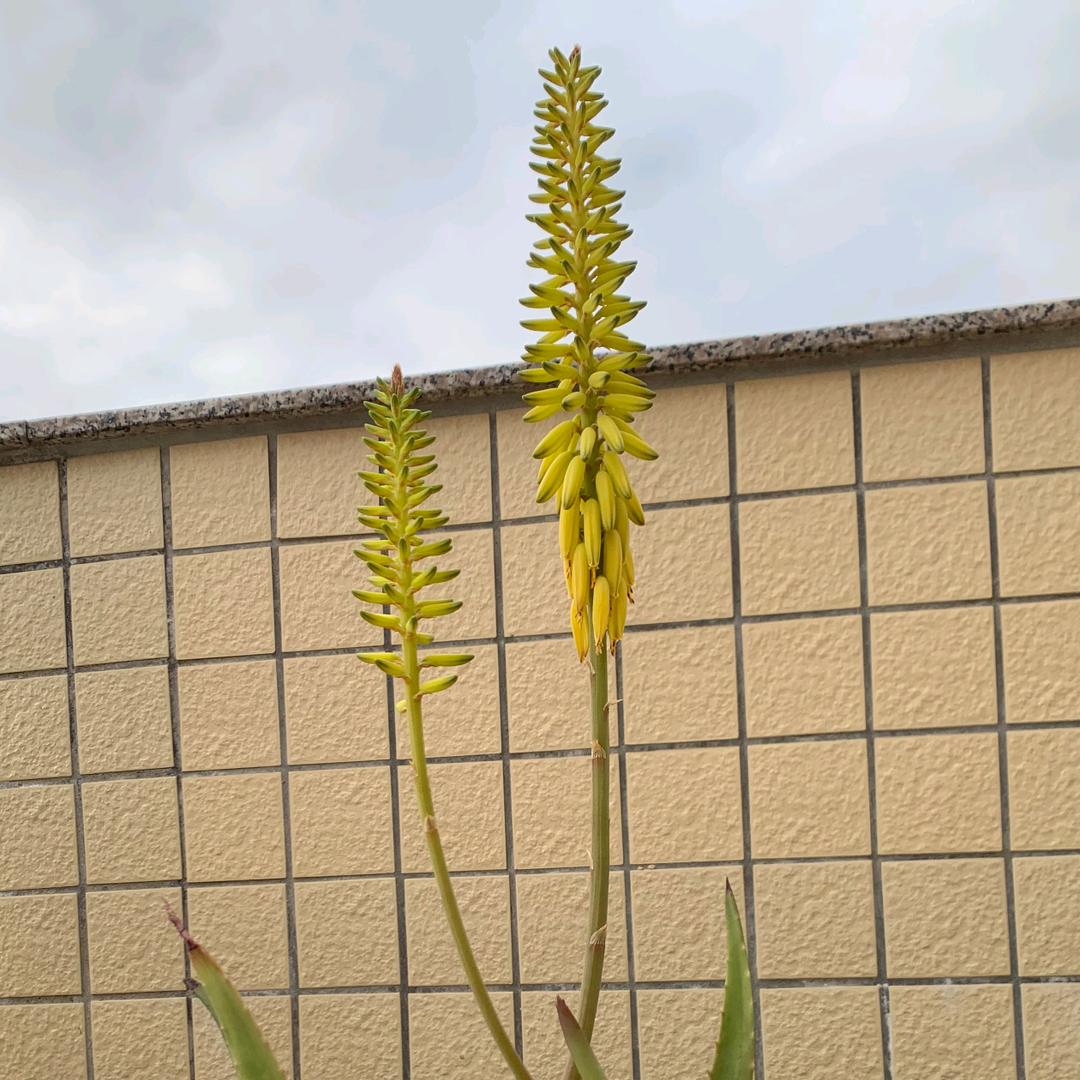 胶佼者胶水
