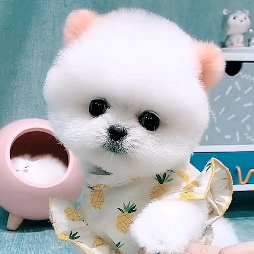 萍姐萌宠优品